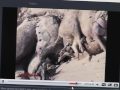 Video sobre matanza de cerdos egipcios genera indignación