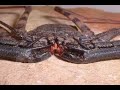 To the Tailless whip scorpions! To the Tailless whip scorpions!