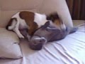 Hund & Nerz