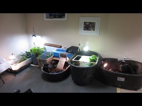 YouTube reptile video