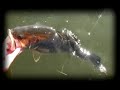 Pesca lucio. Pesca black bass. Pike...