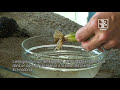 Conseils et astuces pour la plantation de laquarium