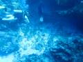 Mergulho em Cozumel