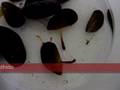 mexilhões se fixando... (mussels attaching to substrata)