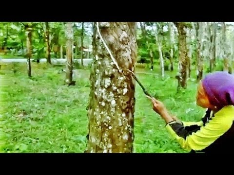 how to harvest rubber