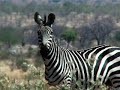 Ruaha River Lodge