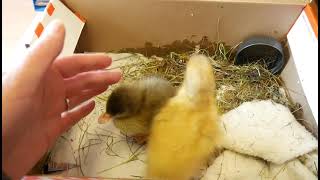 DSPCA – Ducklings