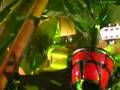 Assistir ao v�deo