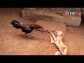 Download Rooster Vs Dog Mp3 Song