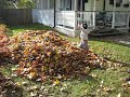 bennie in the leaves, 2008 edition bennie in the leaves, 2008 edition