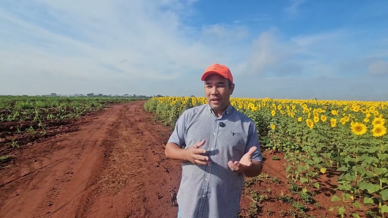 Cana Show Itinerante:Família Nakagi usa rotação de culturas para elevar produtividade em Jaboticabal