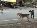 Pune, India - Stray Dogs At Airport