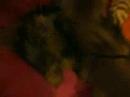 Te queremos Lola Te queremos Lola
