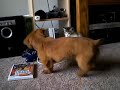 Tyke meets new kitty Tyke meets new kitty