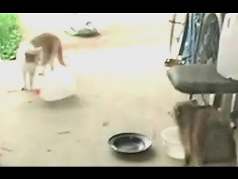 Racoon/Raccoon Cat Swallow Green ...