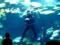 videos de Siam Ocean World 4