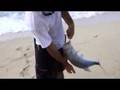 Mark White Lures in Java