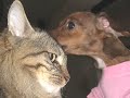 tink  the dachshund  and henry the cat  love story revisited