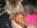 Tink (the Dachshund) and Henry(the Cat)-Love Story Revisited