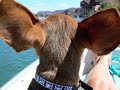 tink  the dachshund  and henry the cat  love story revisited