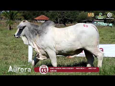 2 DE OLHO NA FAZENDA NELORE AURORA