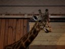Giraffe chewing