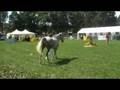 Lara S - national show Liberec 2008
