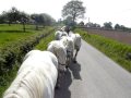 Accouage : J emmène Les Chevaux De Traits Au Champ ;]