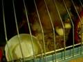 ardorin mimiendo