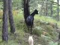 Cat and wild goat