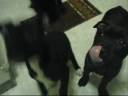Staffys & Nata