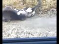 real cat fight