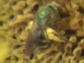 Flight of the Bumble Bee