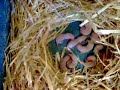 Les b�b�s � la naissance