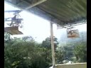 TRINCA FERRO ZORRO E O PAVAROTE CANTANDO