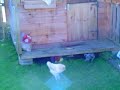 blue staffie and chicken playin hide and seek blue staffie and chicken playin hide and seek