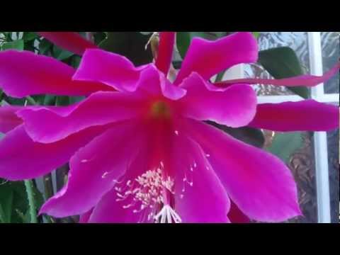 how to fertilize epiphyllum plants