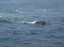 humpback feeding cape cod