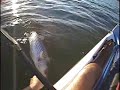Kayak Fishing for Stripers: Double Trouble Kayak Fishing for Stripers: Double Trouble