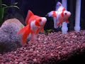 Ryukin Goldfish - 20 Gallon Aquarium