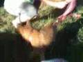 O'Boy du Dantero - Malinois Pup - 9 weeks old