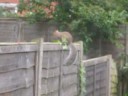 Wiewi�rki Bournemouth