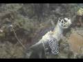 videos de 200 Grunt Valley.avi