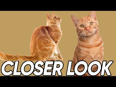 Are Ginger Tabbies Really As Friendly As People Think?