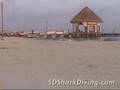 Whale Sharks of Isla Holbox