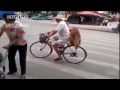 A Golden Retriever guards its owner