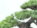 Bonsai-Club Deutschland Fulda 2007