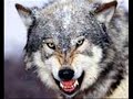 Wolf tribute~hungrey like the wolf