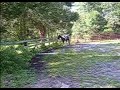 bareback and bridleless