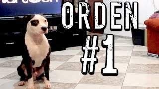 50 - La primer orden que debes enseñar a un perro 50 - La primer orden que debes enseñar a un perro